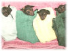 Joeys 